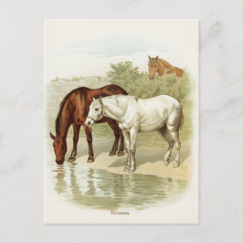 ヴィンテージ動物のかわいい馬のポストカード ポストカード