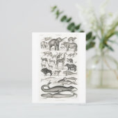 ヴィンテージ動物図葉書 ポストカード (スタンド正面)