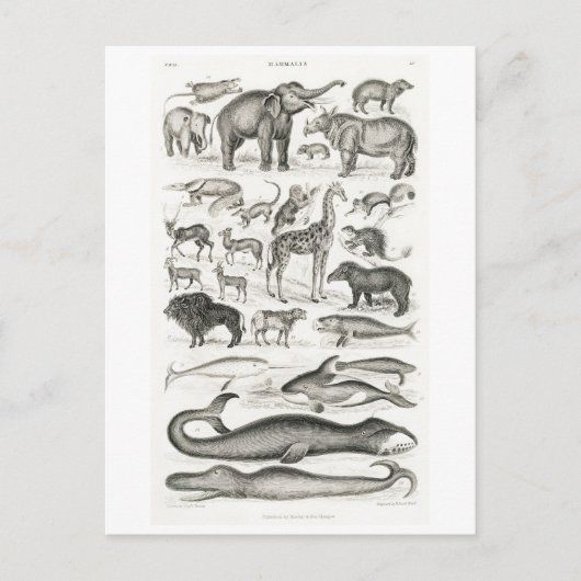ヴィンテージ動物図葉書 ポストカード (正面)