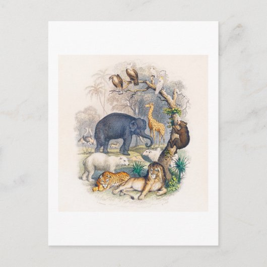 ヴィンテージ動物王国イラストレーション葉書 ポストカード (正面)