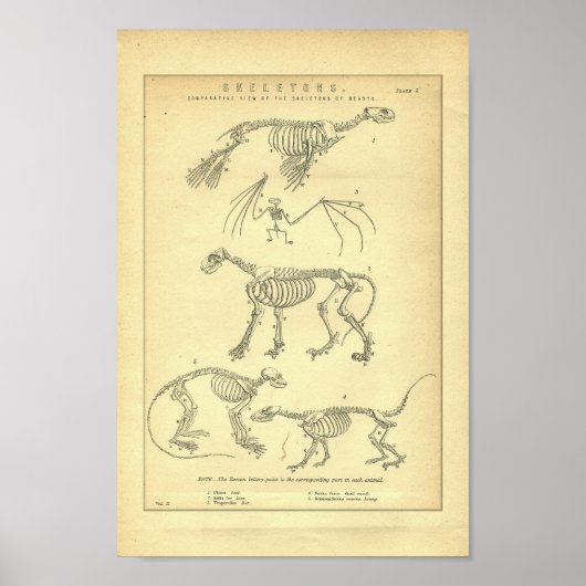 ヴィンテージ動物骨格プリント ポスター (正面)