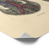 ヴィンテージ動脈解剖学1880プリント ポスター (角)