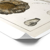 ヴィンテージ化石イラストレーションポスター ポスター (角)