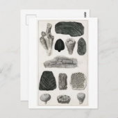 ヴィンテージ化石チャート葉書 ポストカード (正面/裏面)
