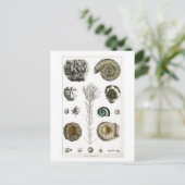 ヴィンテージ化石動物図はがき ポストカード (スタンド正面)