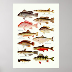 ヴィンテージ北米の魚 ポスター