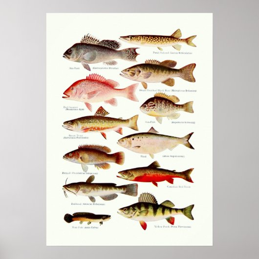 ヴィンテージ北米の魚 ポスター (正面)