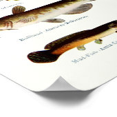 ヴィンテージ北米の魚 ポスター (角)