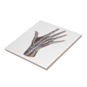 ヴィンテージ医学、人間の解剖学的手指 タイル (側面)