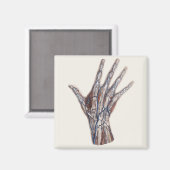 ヴィンテージ医学、人間の解剖学的手指 マグネット (正面/裏面)