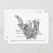 ヴィンテージ医療イラストレーションヒト母指筋肉 ポストカード (正面/裏面)