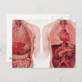 ヴィンテージ医療イラストレーション、解剖学 ポストカード (正面/裏面)