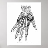ヴィンテージ医療スケッチの手の筋肉 ポスター (正面)