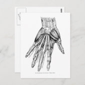ヴィンテージ医療スケッチの手の筋肉 ポストカード (正面/裏面)