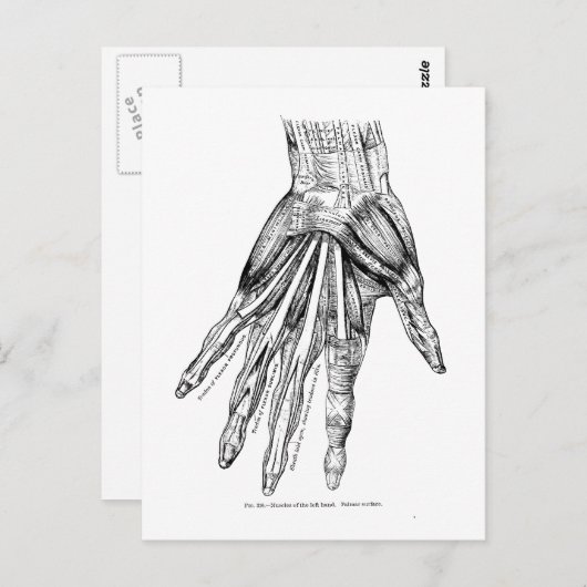 ヴィンテージ医療スケッチの手の筋肉 ポストカード (正面/裏面)