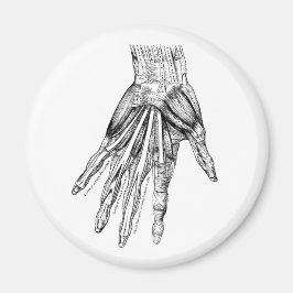 ヴィンテージ医療スケッチの手の筋肉 マグネット