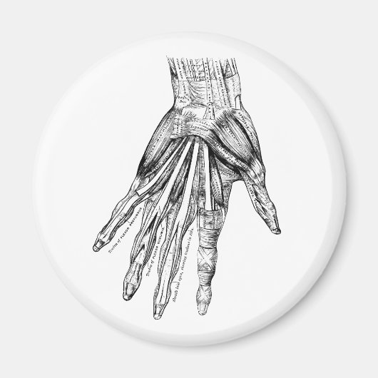 ヴィンテージ医療スケッチの手の筋肉 マグネット (正面)