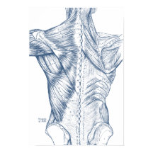ヴィンテージ医療スケッチバックマッスルブルー(1890)