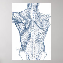 ヴィンテージ医療スケッチバックマッスルブルー(1890) ポスター