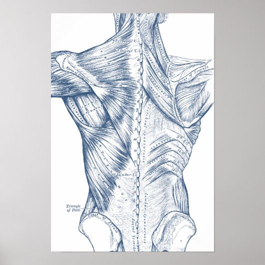 ヴィンテージ医療スケッチバックマッスルブルー(1890) ポスター (正面)