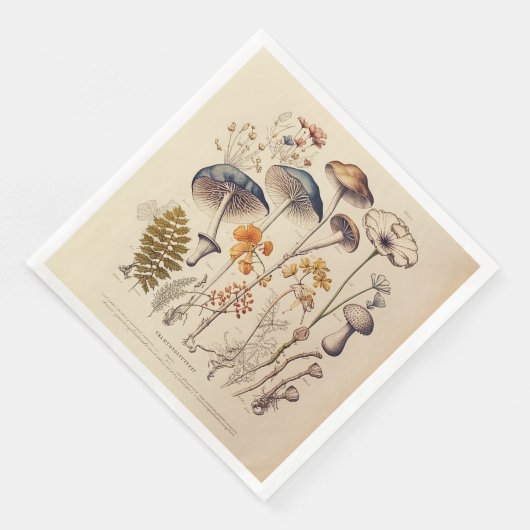 ヴィンテージ博物学者 (コーナー)