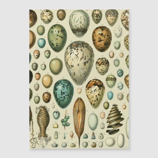 ヴィンテージ卵フランスの魚の卵アート (正面)