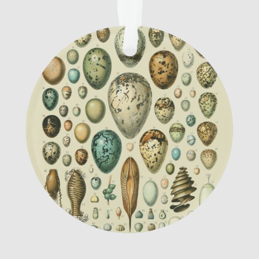 ヴィンテージ卵フランスの魚の卵アート オーナメント (裏面)