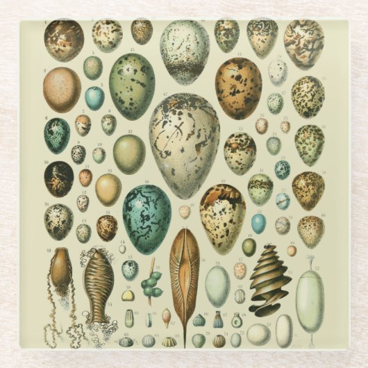 ヴィンテージ卵フランスの魚の卵アート ガラスコースター (正面)