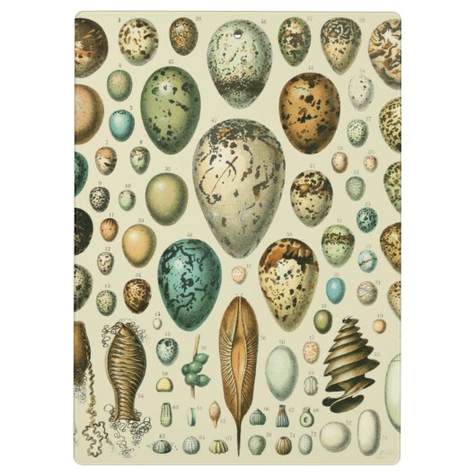 ヴィンテージ卵フランスの魚の卵アート クリップボード (裏面)