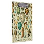 ヴィンテージ卵フランスの魚の卵アート クリップボード (右)