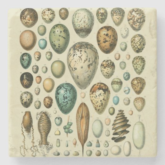 ヴィンテージ卵フランスの魚の卵アート ストーンコースター (正面)