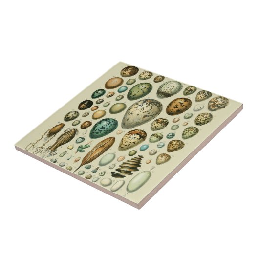 ヴィンテージ卵フランスの魚の卵アート タイル (側面)