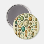 ヴィンテージ卵フランスの魚の卵アート マグネット (正面/裏面)