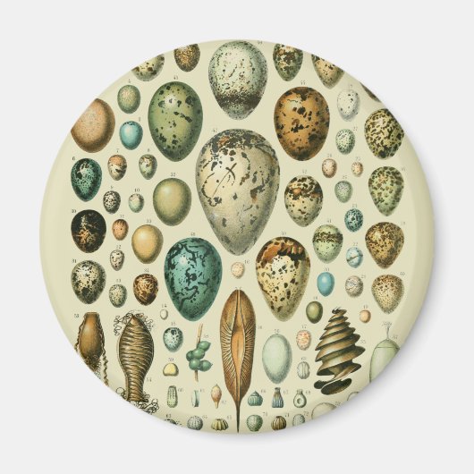 ヴィンテージ卵フランスの魚の卵アート マグネット (正面)
