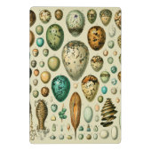 ヴィンテージ卵フランスの魚の卵アート ミニクリップボード (裏面)