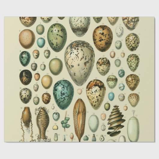 ヴィンテージ卵フランスの魚の卵アート ラッピングペーパー (フラット)