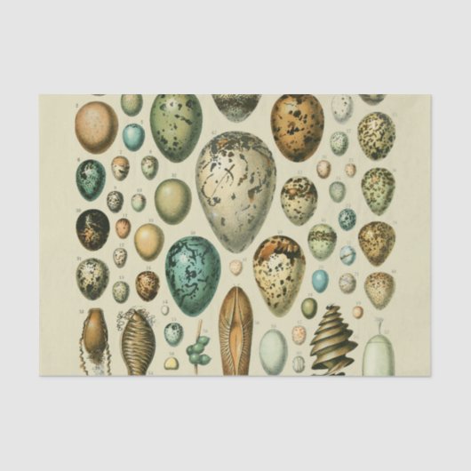 ヴィンテージ卵フランスの魚の卵アート 薄葉紙 (正面)