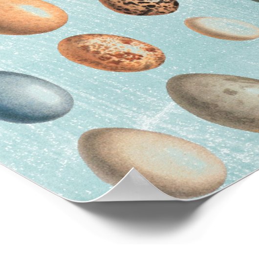 ヴィンテージ卵 ポスター (角)