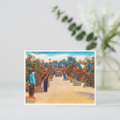 ヴィンテージ収穫オレンジinフロリダ旅行 ポストカード (スタンド正面)