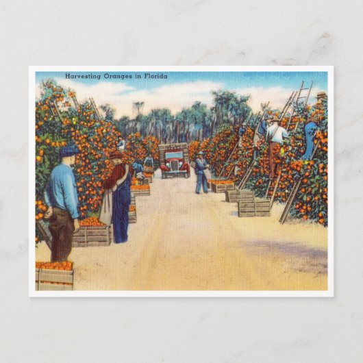 ヴィンテージ収穫オレンジinフロリダ旅行 ポストカード (正面)