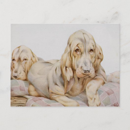 ヴィンテージ可愛いブラッドハウンド、EJ Detmoldによる子犬 ポストカード (正面)