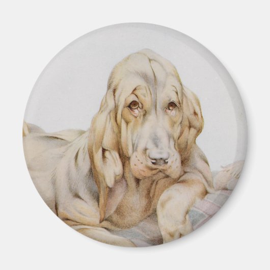 ヴィンテージ可愛いブラッドハウンド、EJ Detmoldによる子犬 マグネット (正面)