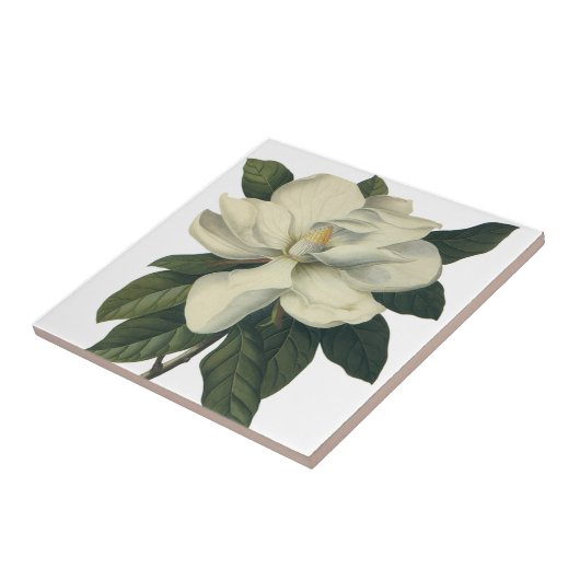 ヴィンテージ咲き白いホグノリアの花 タイル (側面)