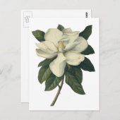 ヴィンテージ咲き白いホグノリアの花 ポストカード (正面/裏面)