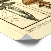 ヴィンテージ品種の茶色のキノコのフランスのプリント ポスター (角)