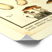 ヴィンテージ品種マッシュルームフランスのアートプリント ポスター (角)