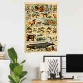 ヴィンテージ哺乳類の動物の旧イラストレーションアート ポスター (ホームオフィス)