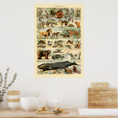 ヴィンテージ哺乳類バイアドルフィミルロ ポスター (キッチン)