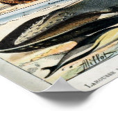 ヴィンテージ哺乳類 ポスター (角)