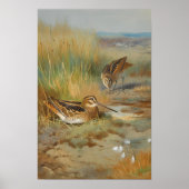 ヴィンテージ図解入りの、写真付きのシギの鳥、鳥 ポスター (正面)